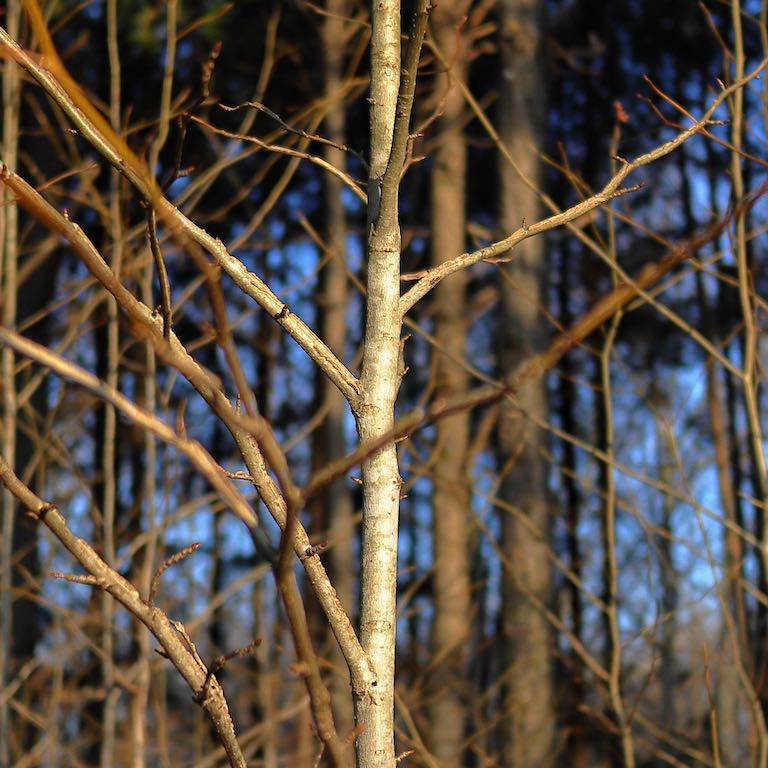 Close-up of trees in Madison, Alabama