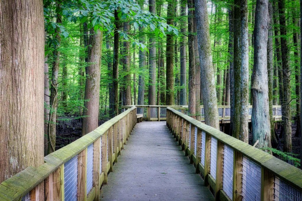 Looking along the Atkeson Trail boardwalk in the cypress swamp at Wheeler Wildlife Refuge headquarters.