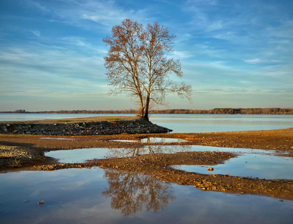 A solitary tree sits above the Tennessee River near Decatur, Alabama.