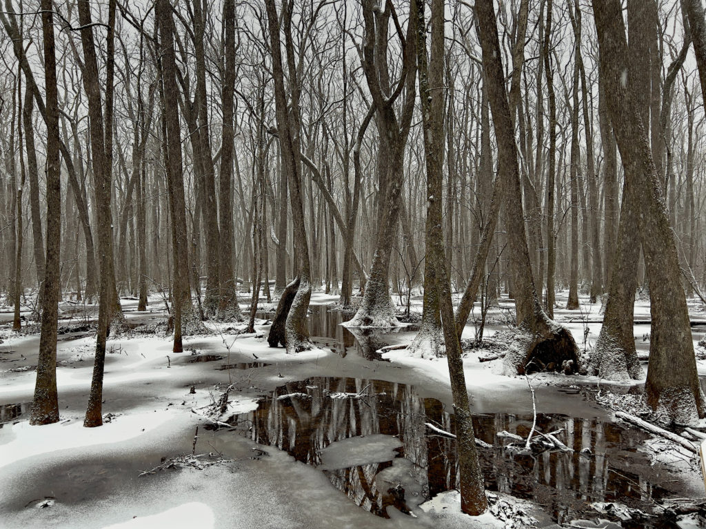 Forest of tupelo trees  under light snowfall at Wheeler Wildlife Refuge near Huntsville, Alabama.