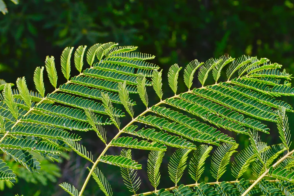 Sunlit fern branches against a dark background.