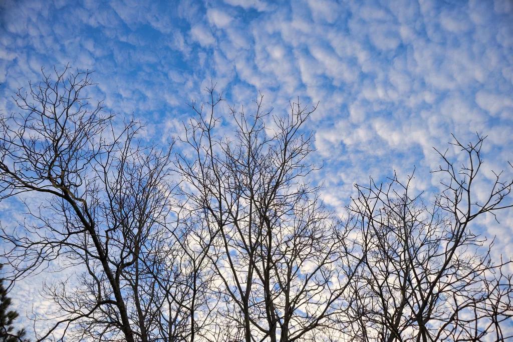 Alto Cumulus clouds are illuminated near dusk behind bare winter tree branches.