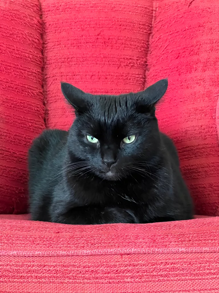 Black cat on a red barrel chair.